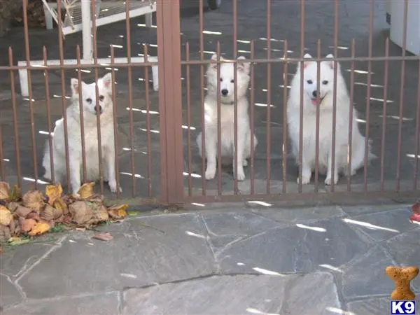 a group of white animals in a cage